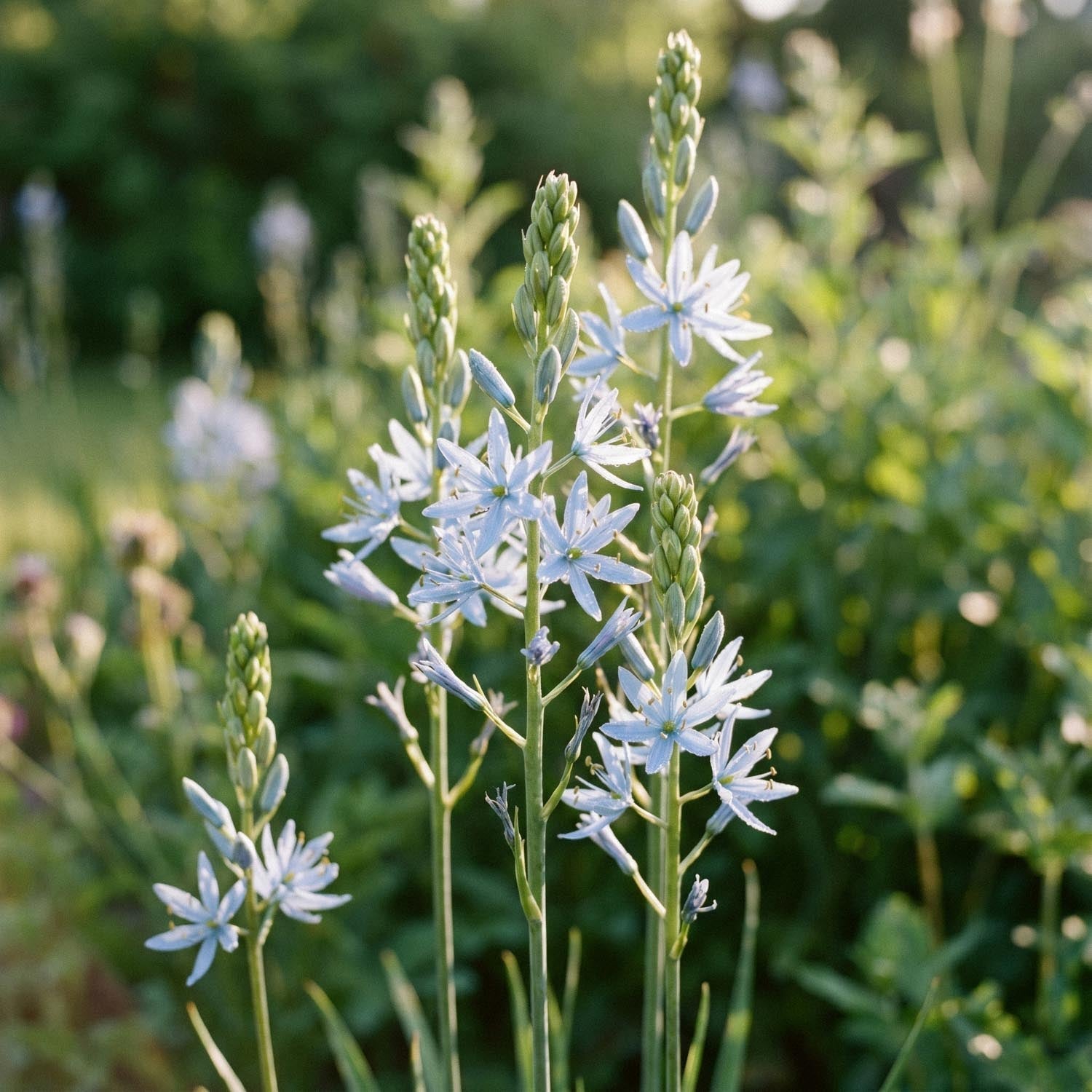 Camassia 'Cusickii'