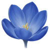 Crocus bleu du chili bulbes / Tecophilaea