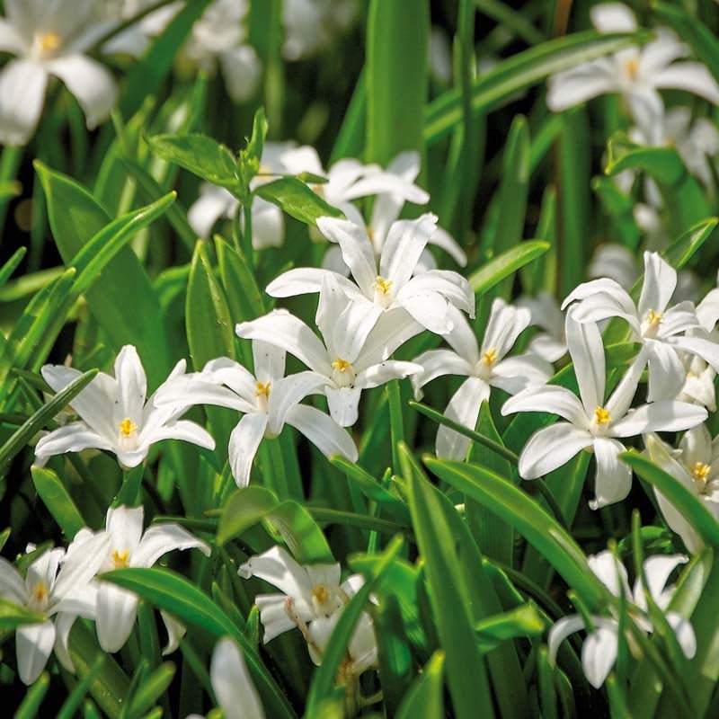Chionodoxa 'Alba'