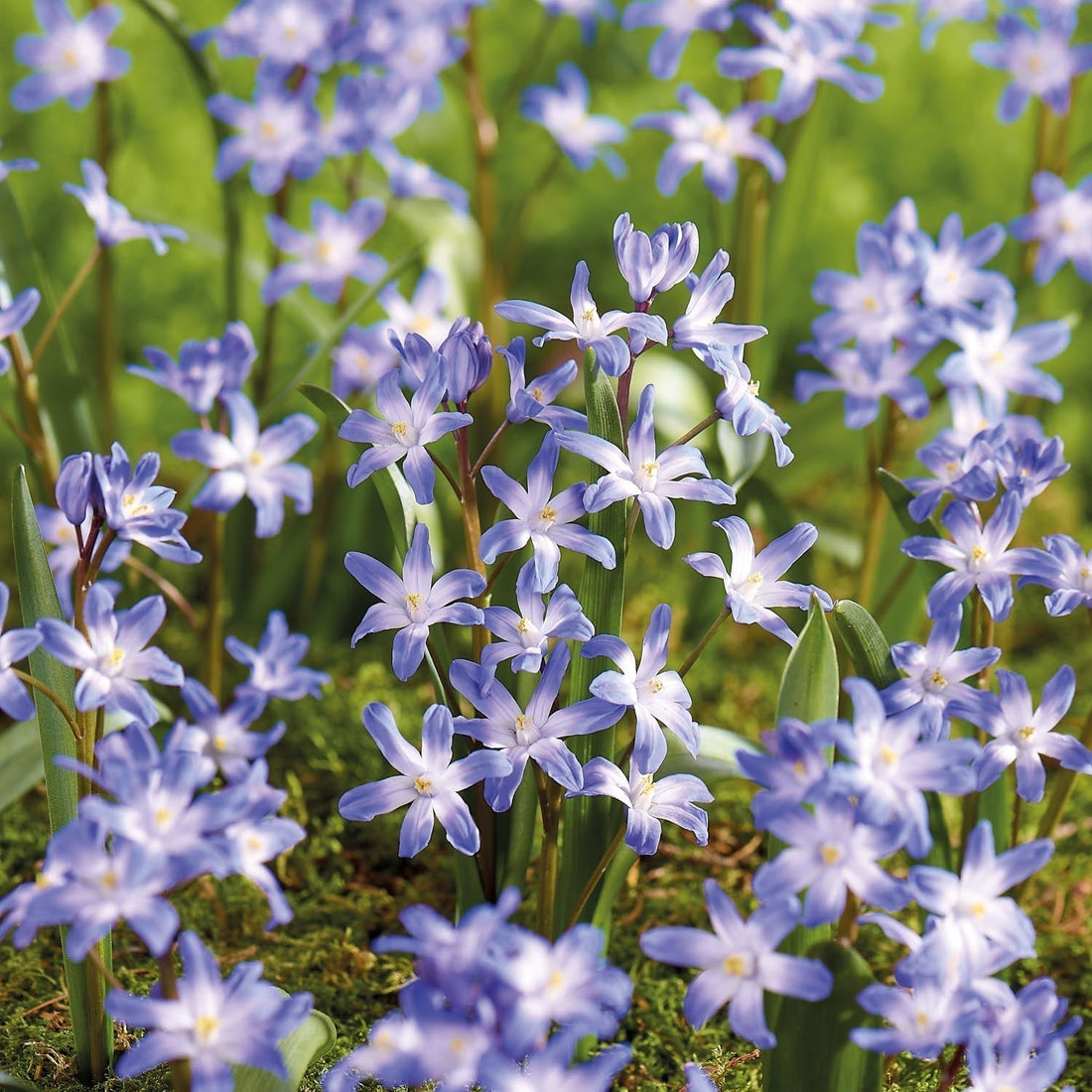 Chionodoxa 'Blue Giant'