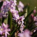 Chionodoxa 'Pink Giant'