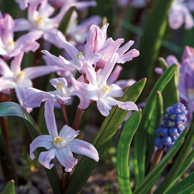 Chionodoxa 'Pink Giant'