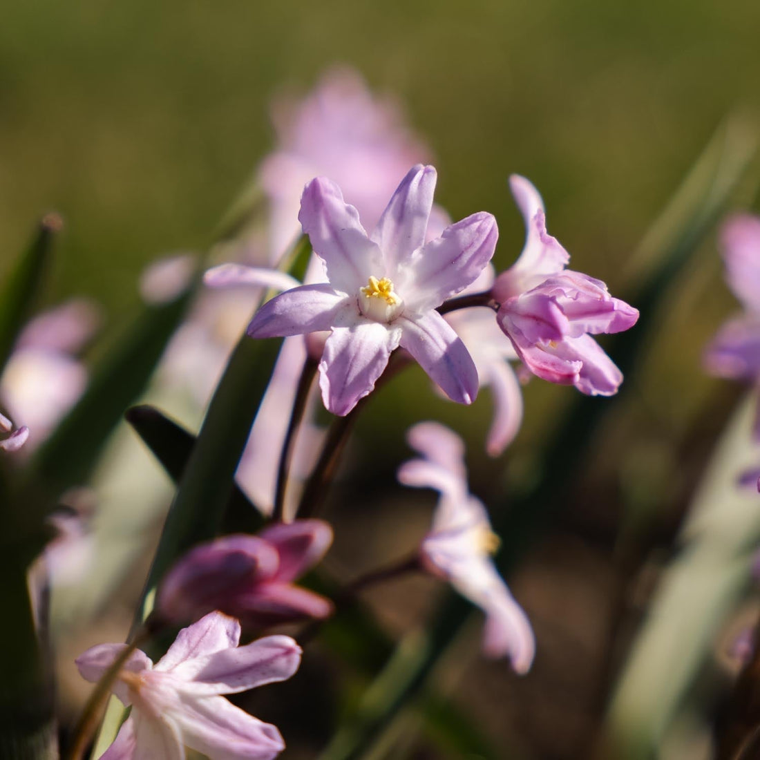 Chionodoxa 'Pink Giant'