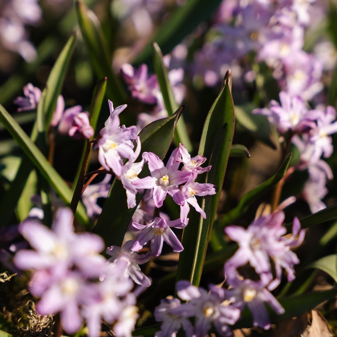 Chionodoxa 'Pink Giant'