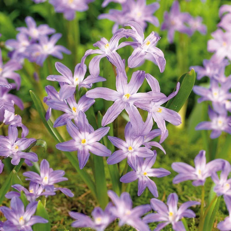 Chionodoxa 'Violet Beauty'
