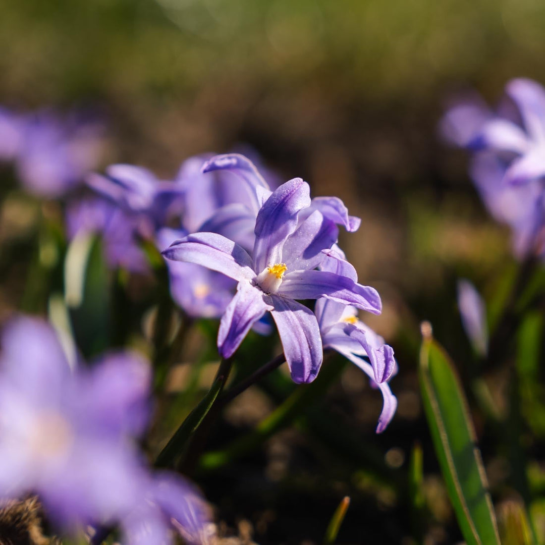 Chionodoxa 'Violet Beauty'