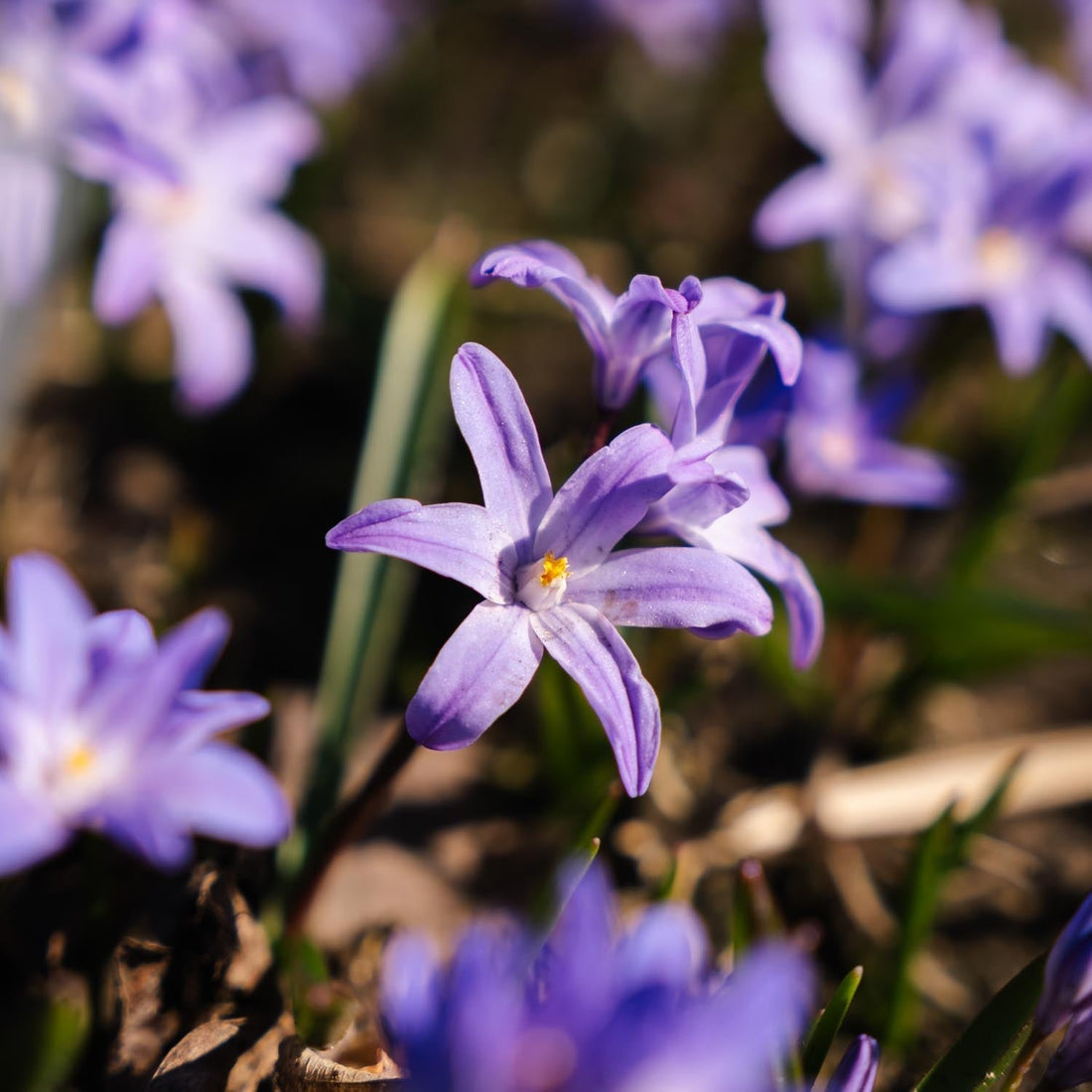 Chionodoxa 'Violet Beauty'