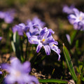 Chionodoxa 'Violet Beauty'