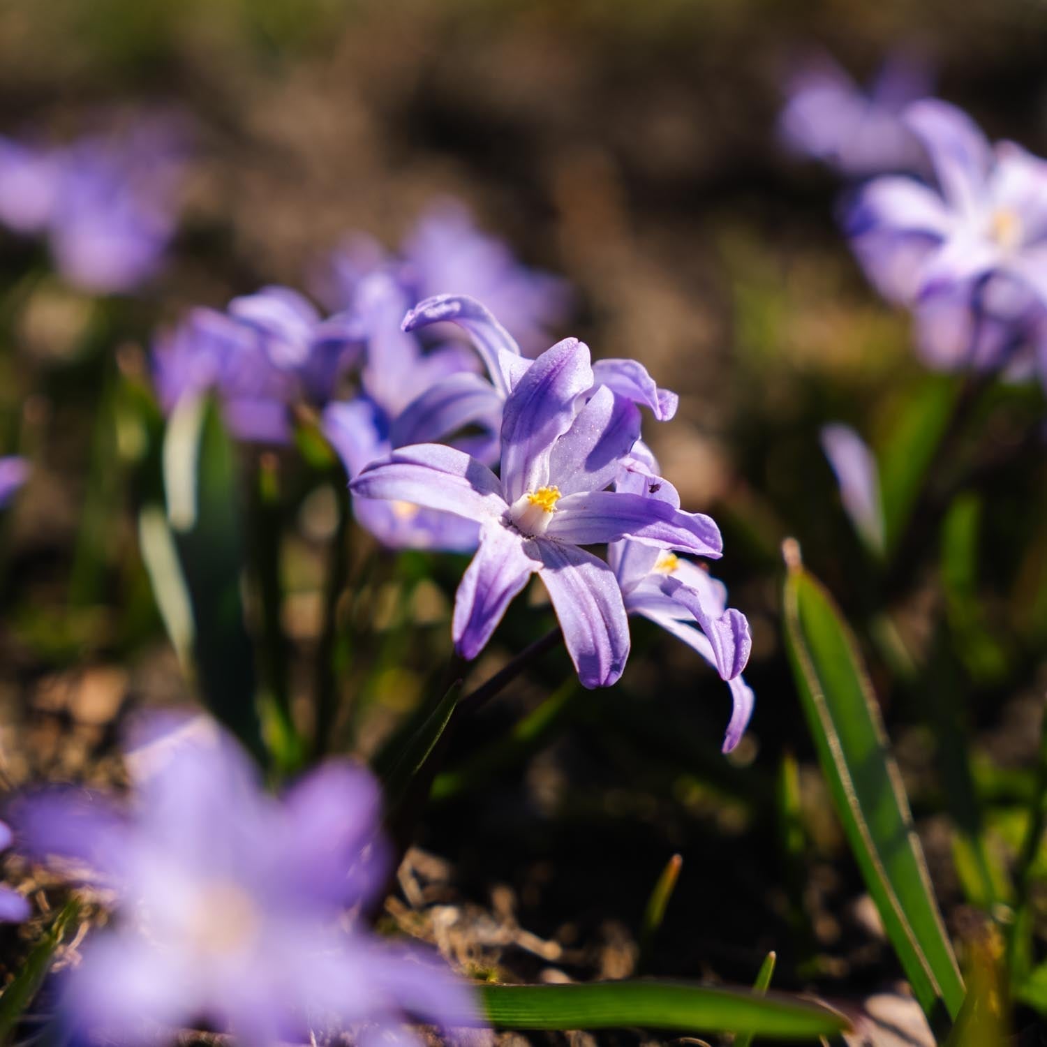 Chionodoxa 'Violet Beauty'