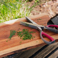 Ciseaux à herbes aromatiques