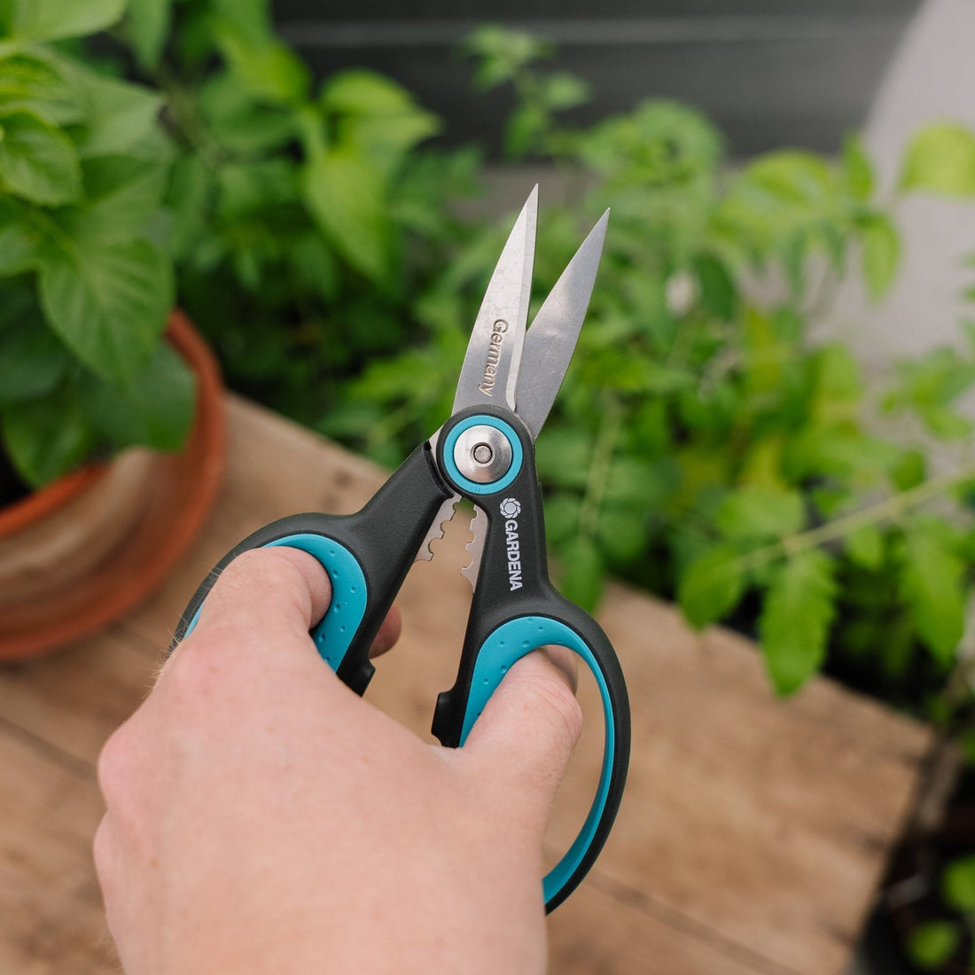 Ciseaux HerbCut pour herbes