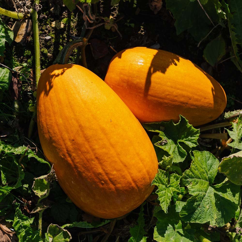 Citrouille 'Jack O’Lantern' - 5 graines biologiques