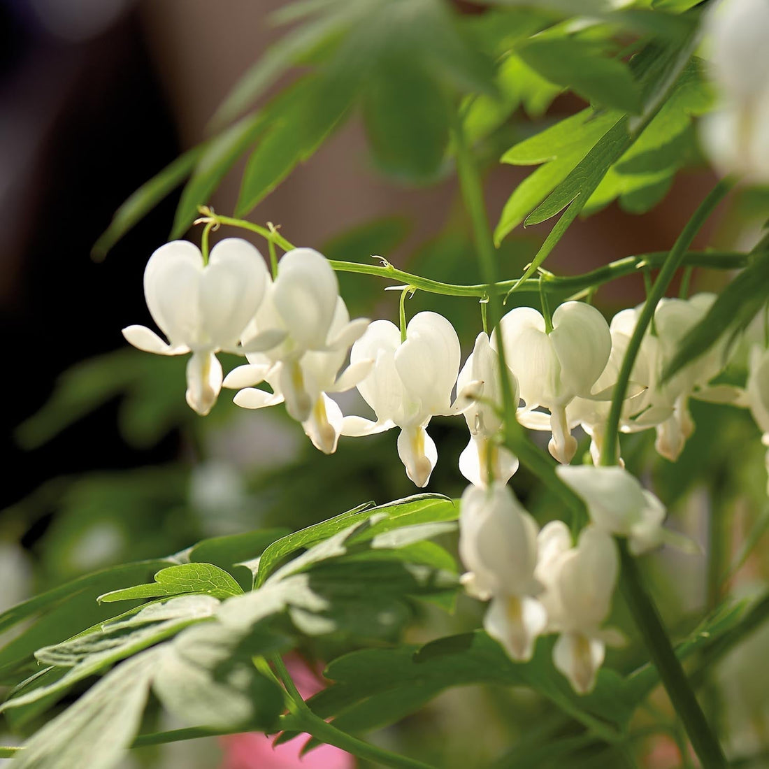 Cœur de Marie, Dicentra 'Alba'