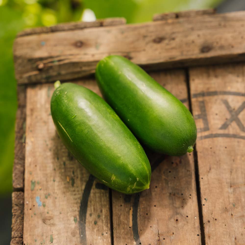 Concombre d'école 'Kaikura F1' - 5 graines biologiques