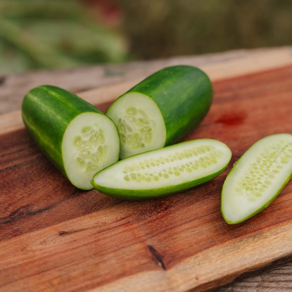 Concombre d'école 'Kaikura F1' - 5 graines biologiques