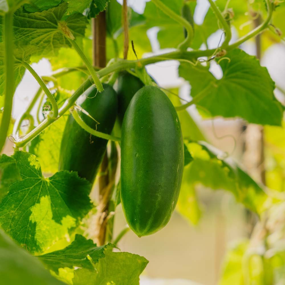 Concombre d'école 'Kaikura F1' - 5 graines biologiques
