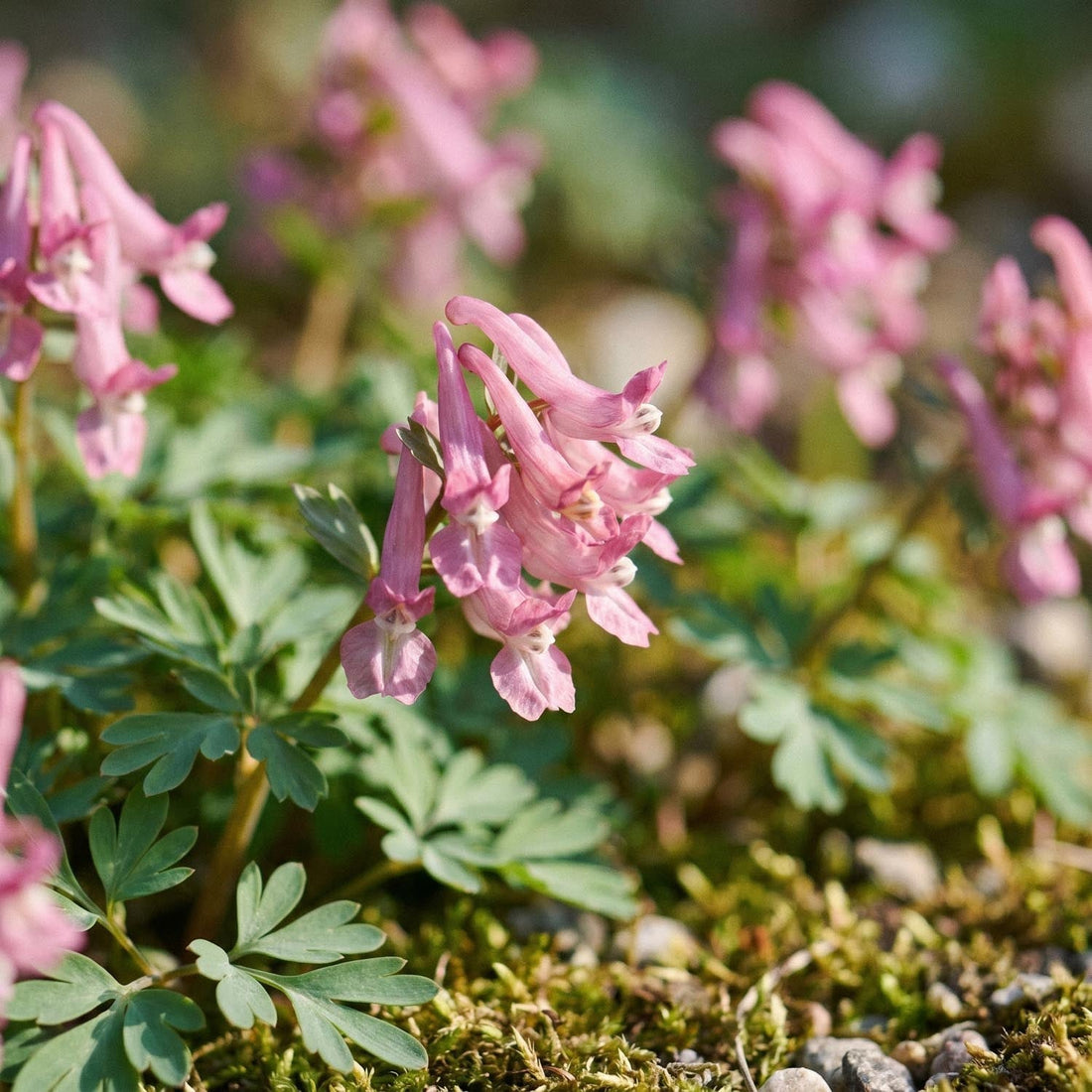Corydale, Corydalis 'Beth Evans'