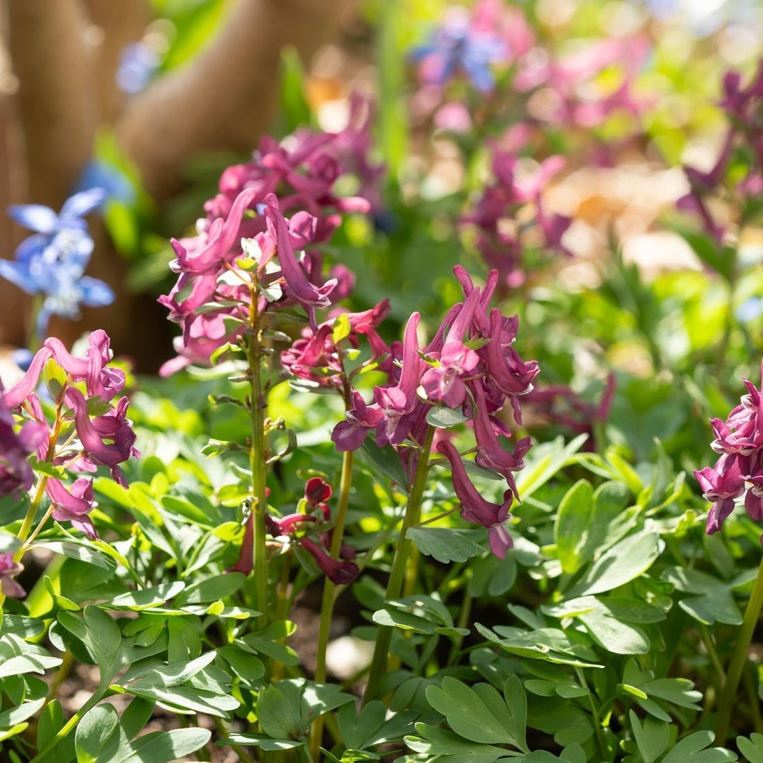 Corydale, Corydalis 'Purple Bird'
