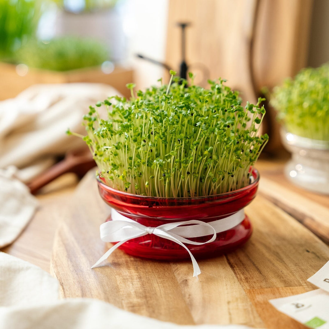 Coupelle de germination de Noël pour micropousses