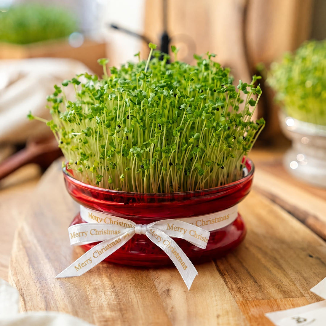 Coupelle de germination de Noël pour micropousses