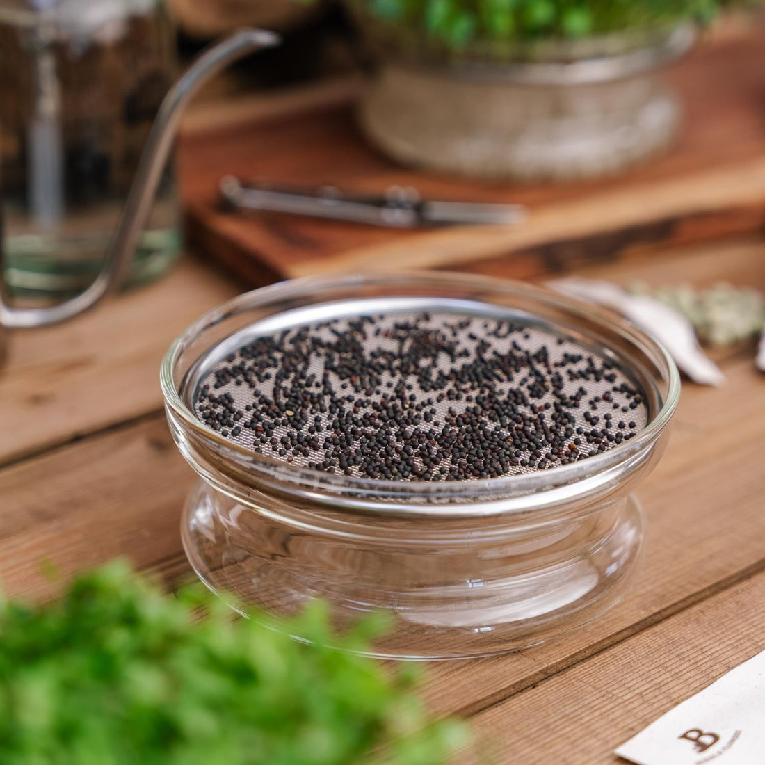Coupelle de germination pour micropousse
