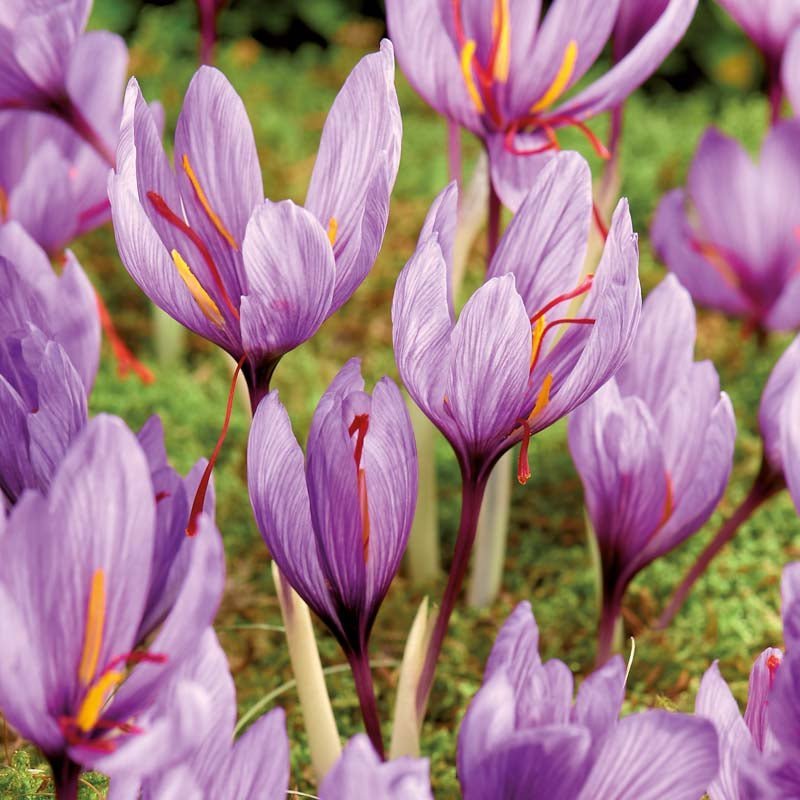 Crocus à safran 'Crocus sativus'