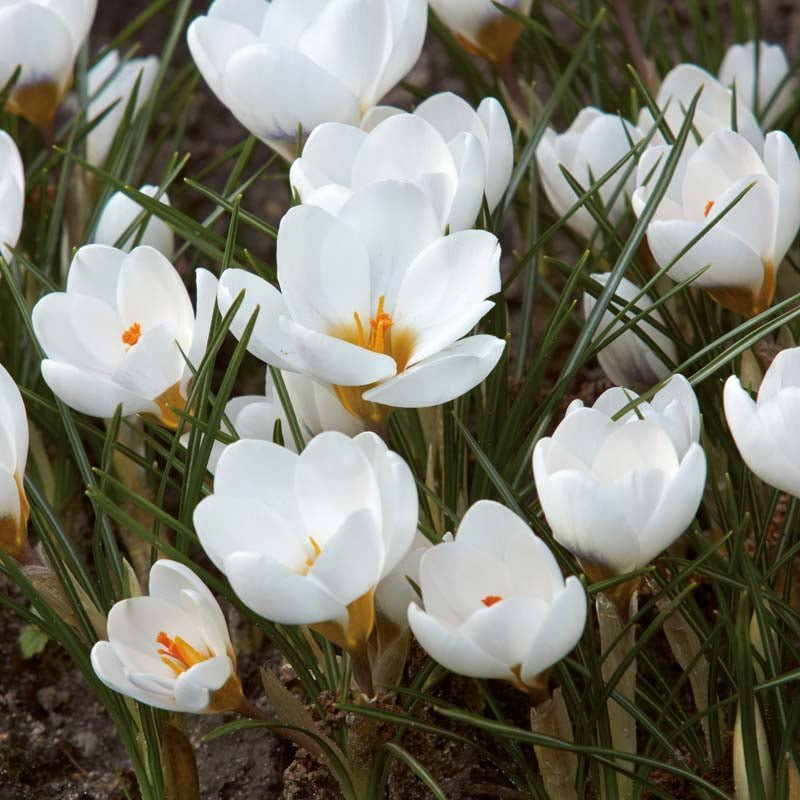 Crocus 'Ard Schenk'