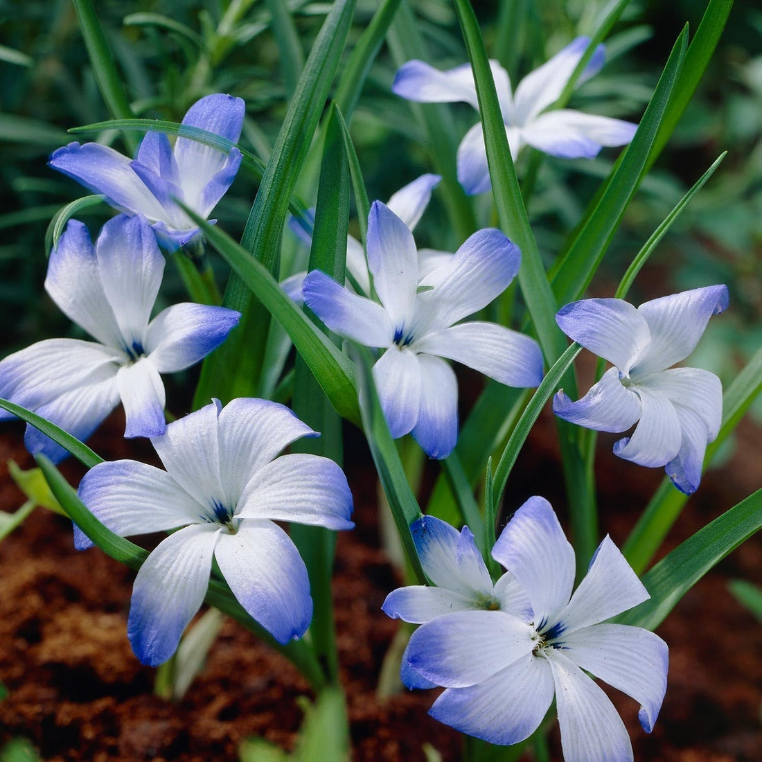 Crocus bleu du Chili, Tecophilaea 'Leichtlinii'
