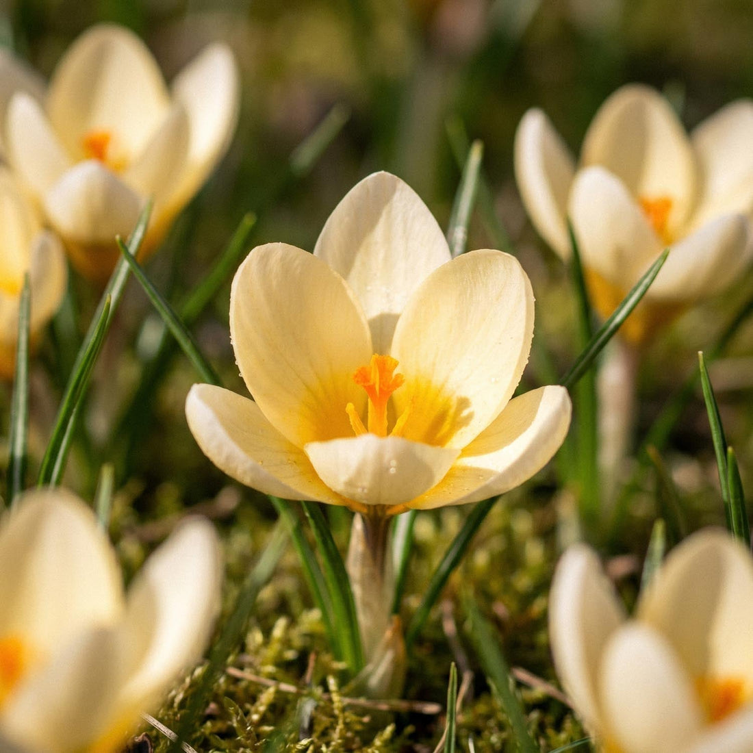 Crocus 'Cream Beauty'