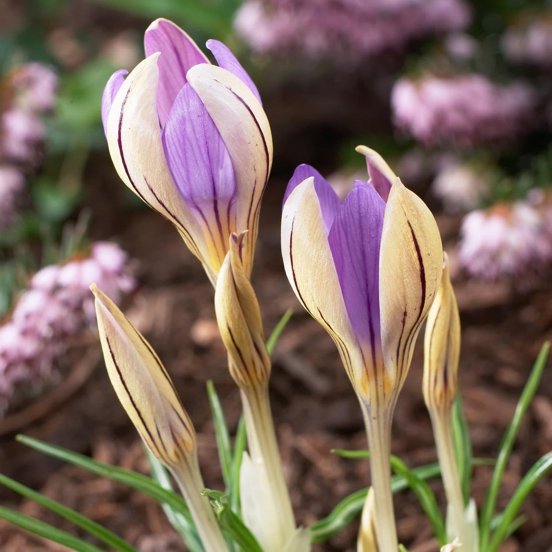 Crocus 'De Jager'