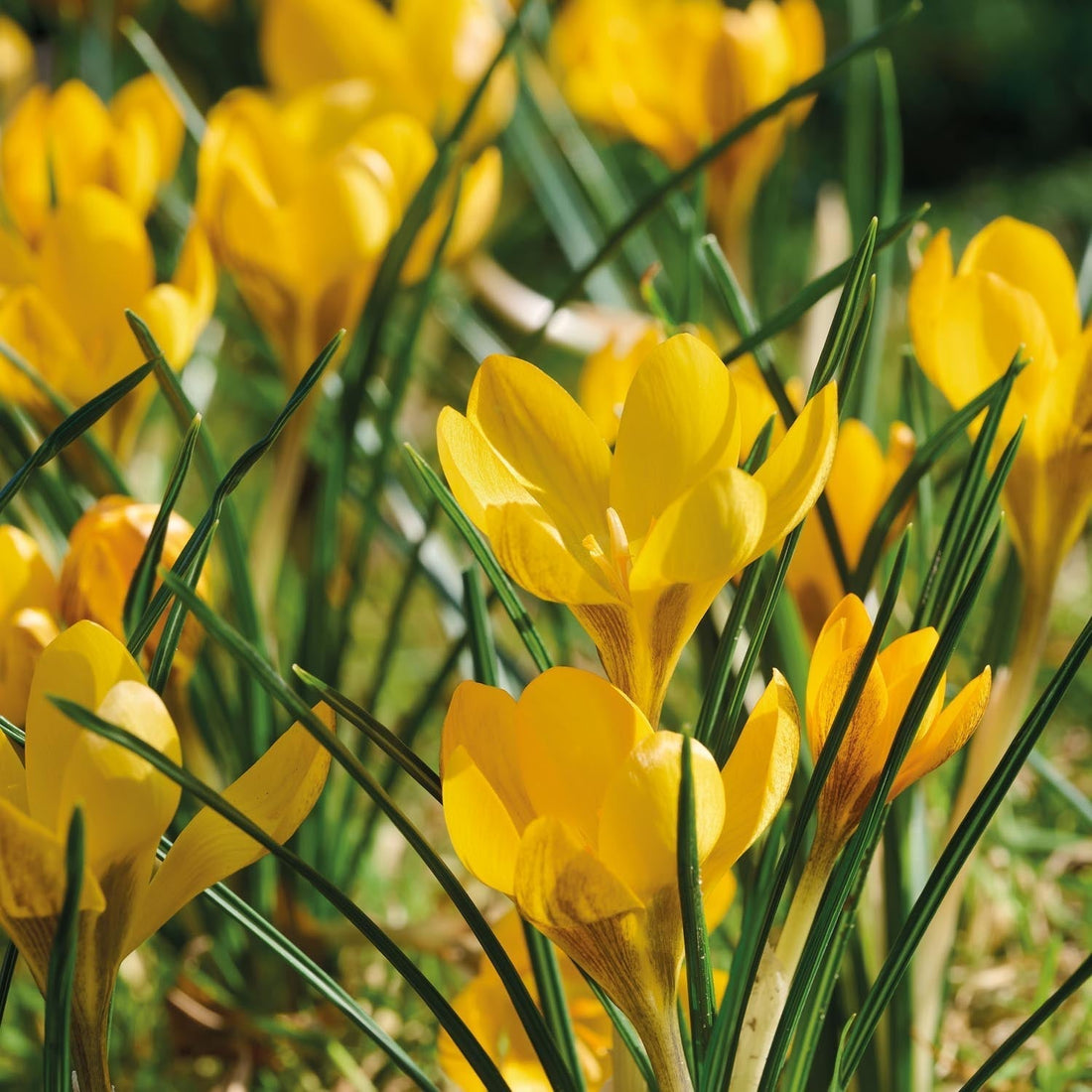 Crocus 'Dorothy'