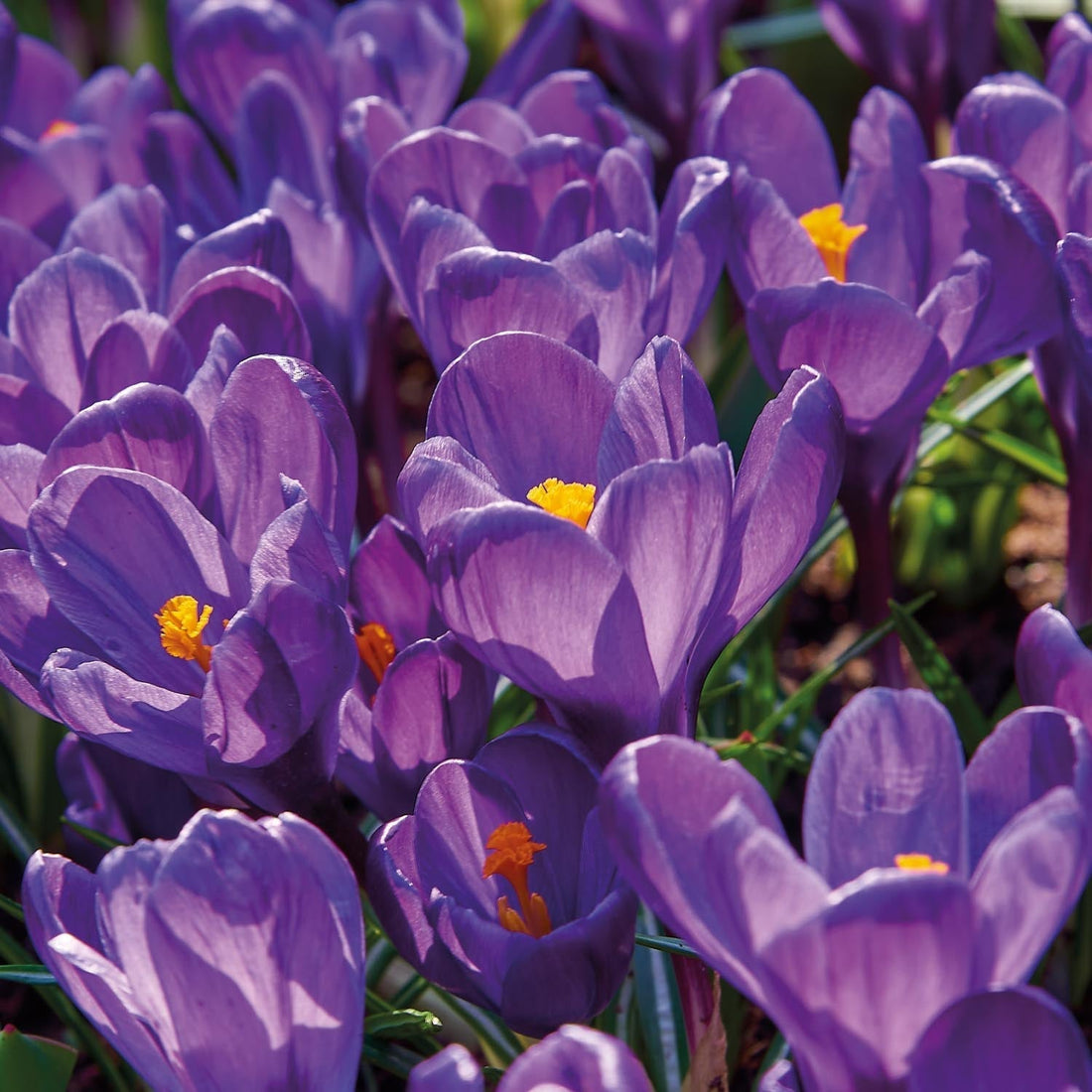 Crocus 'Flower Record'