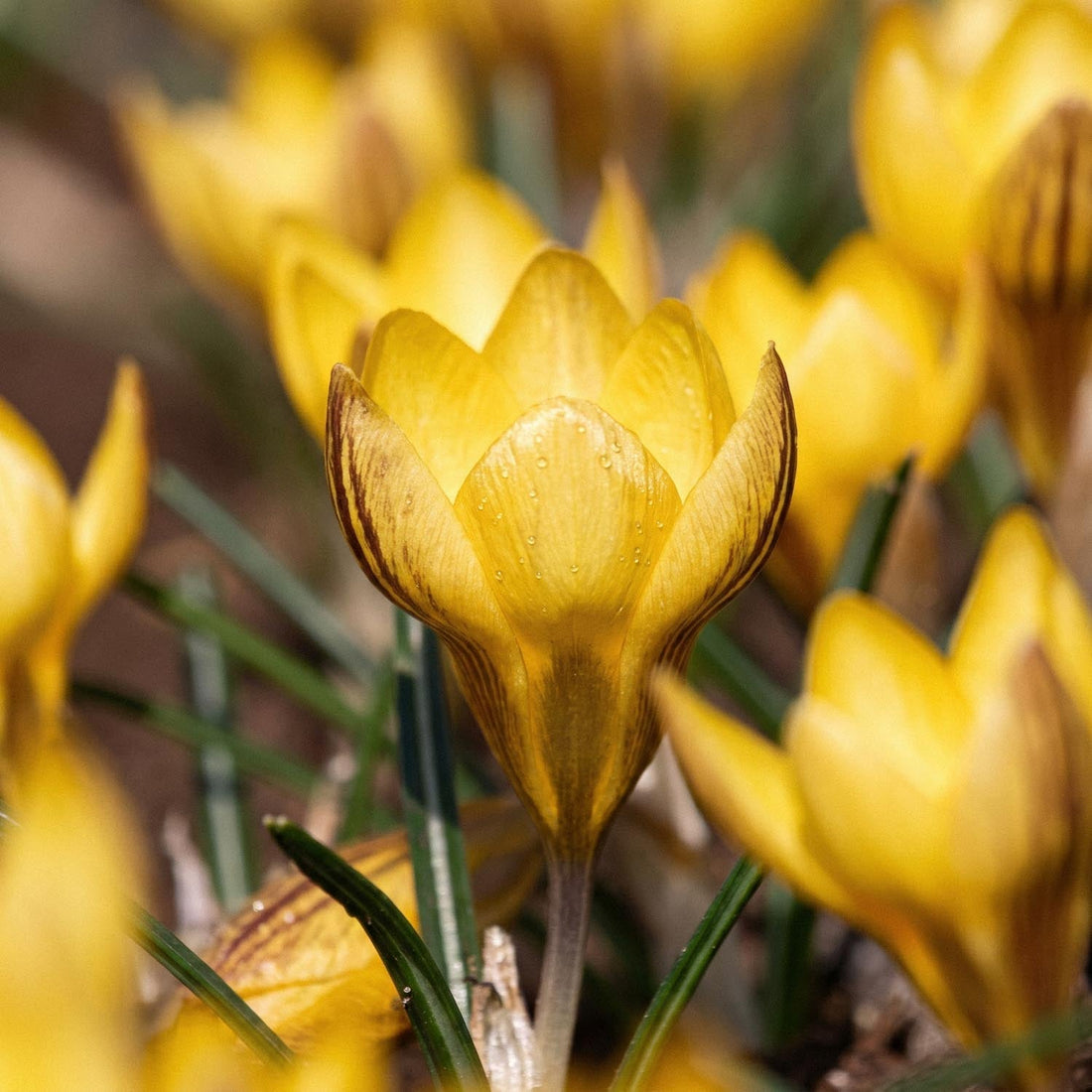 Crocus 'Fuscotinctus'