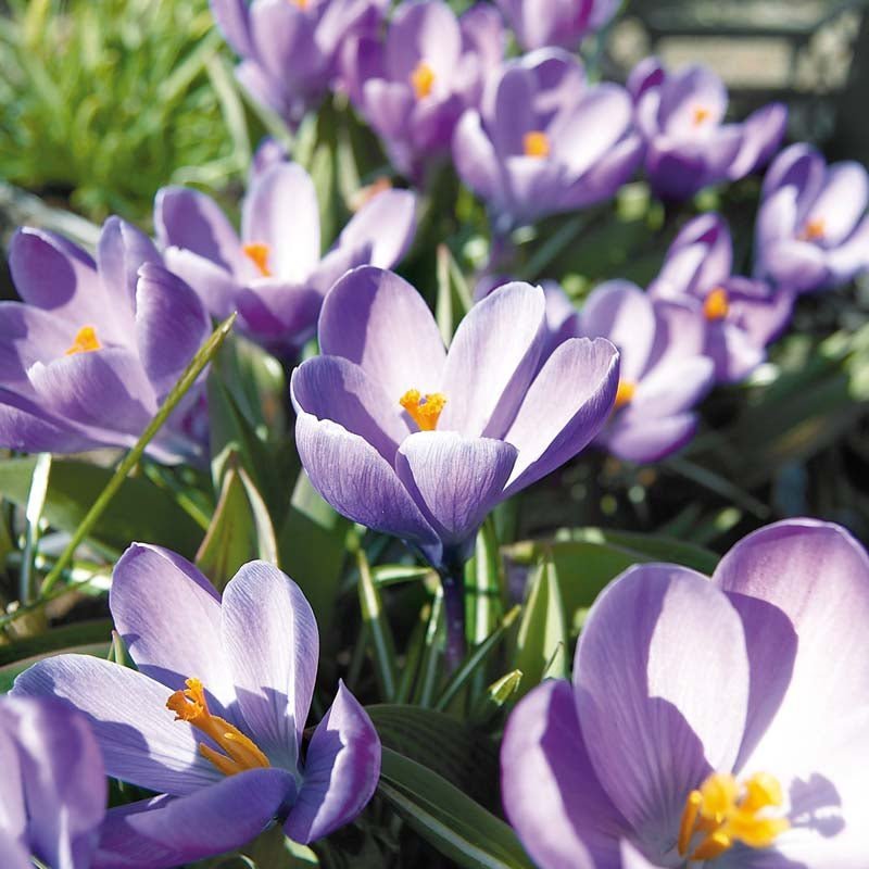 Crocus 'Grand Maitre'