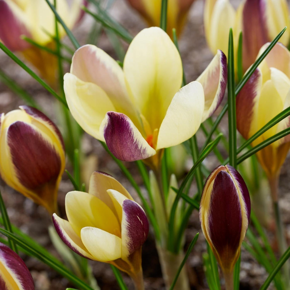 Crocus 'Herald'