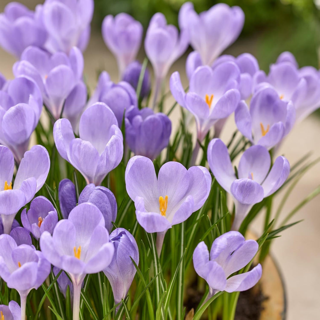 Crocus 'Hummingbird'