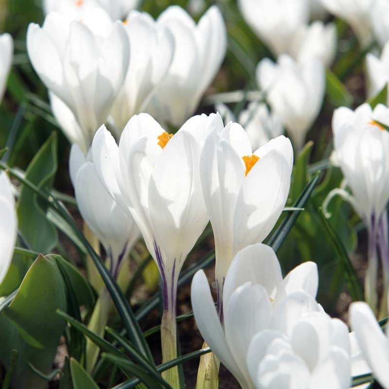 Crocus ‘Jeanne d'Arc’