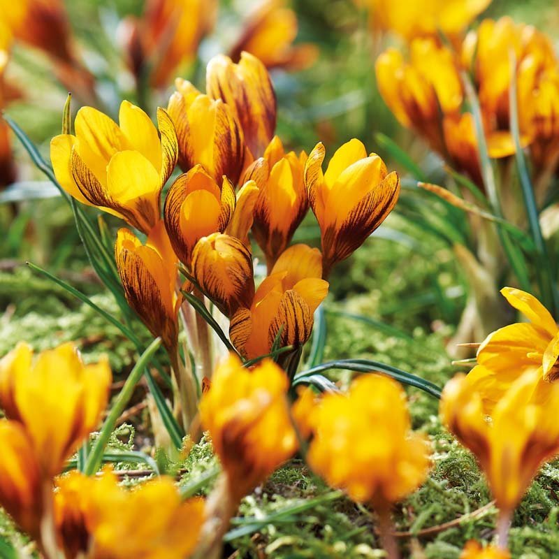 Crocus 'Orange Monarch'