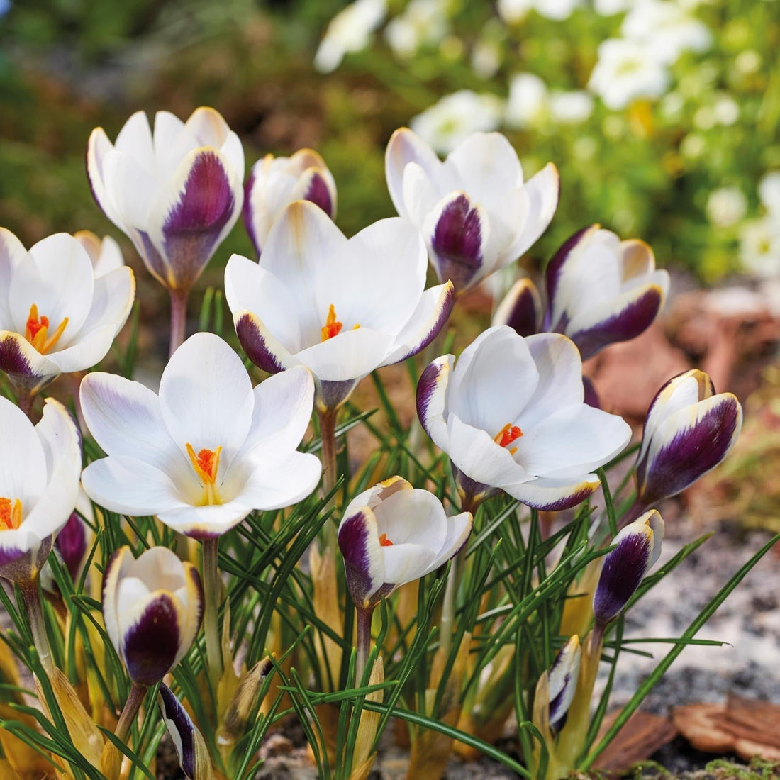 Crocus 'Panda'