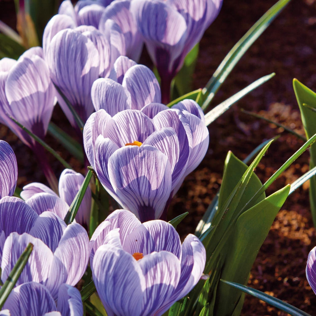 Crocus 'Pickwick'