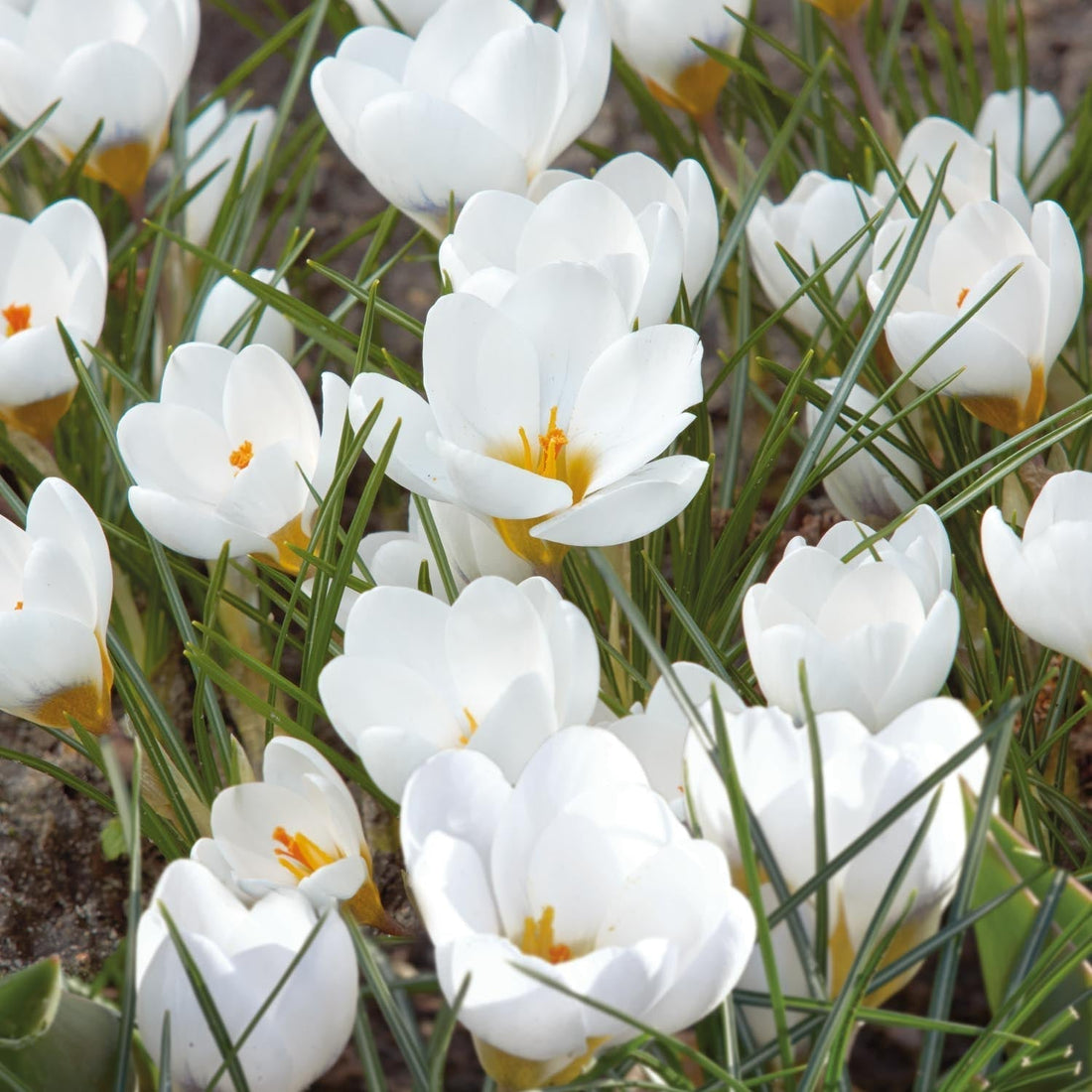 Crocus 'Polar Bear'
