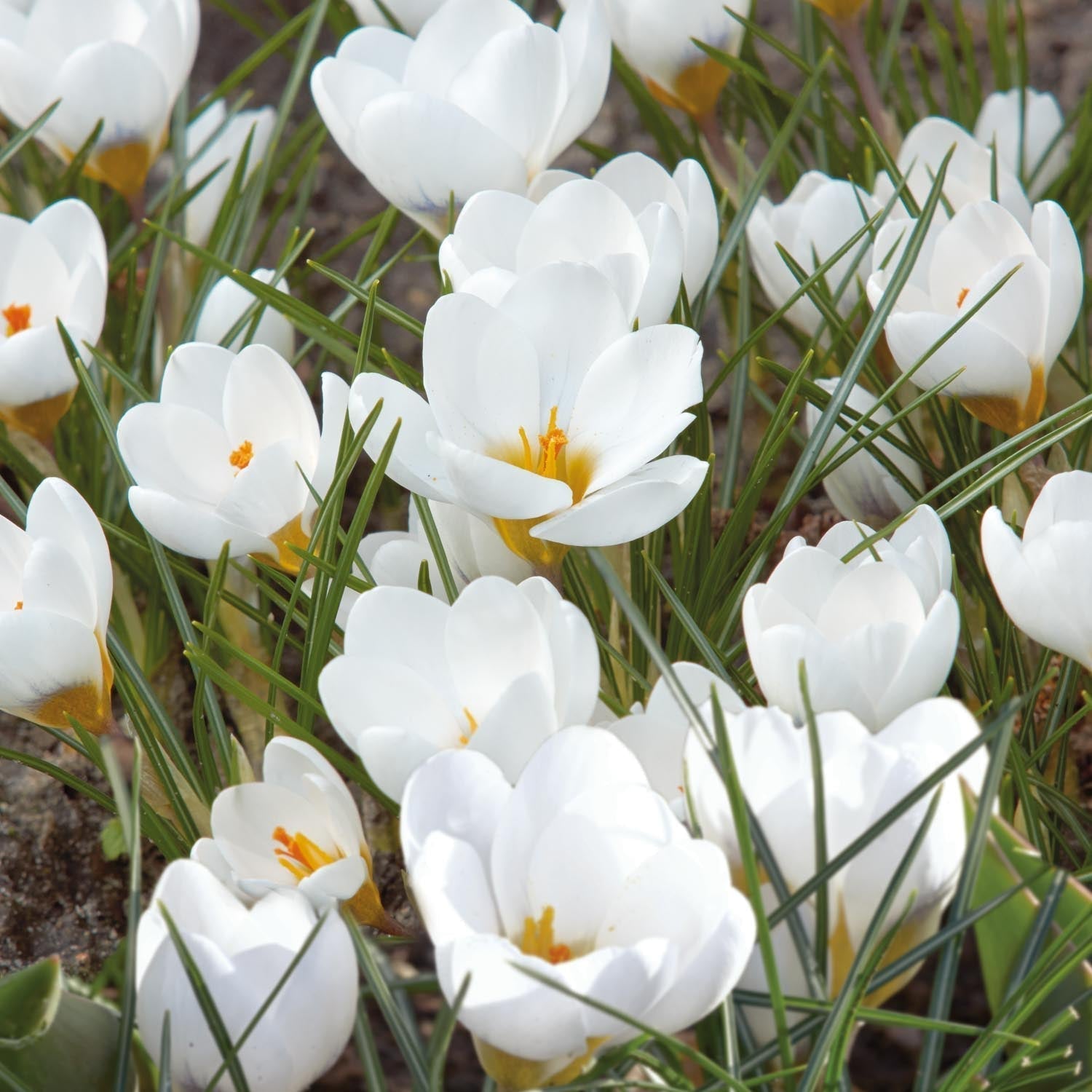 Crocus 'Polar Bear'