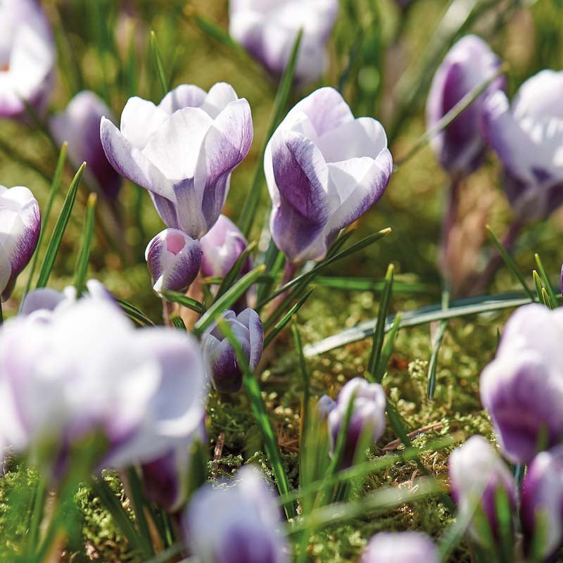 Crocus 'Prins Claus'