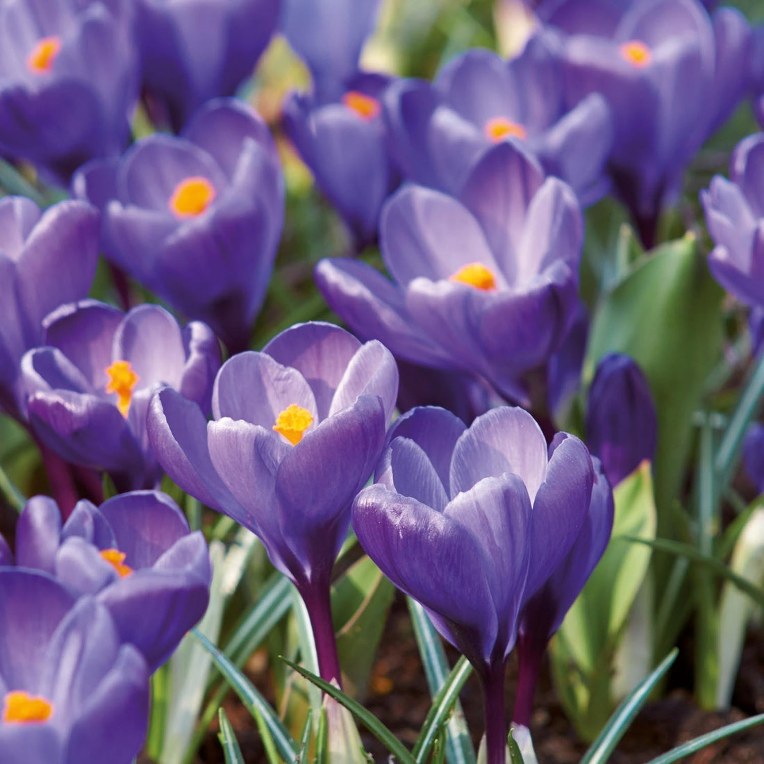Crocus 'Remembrance'
