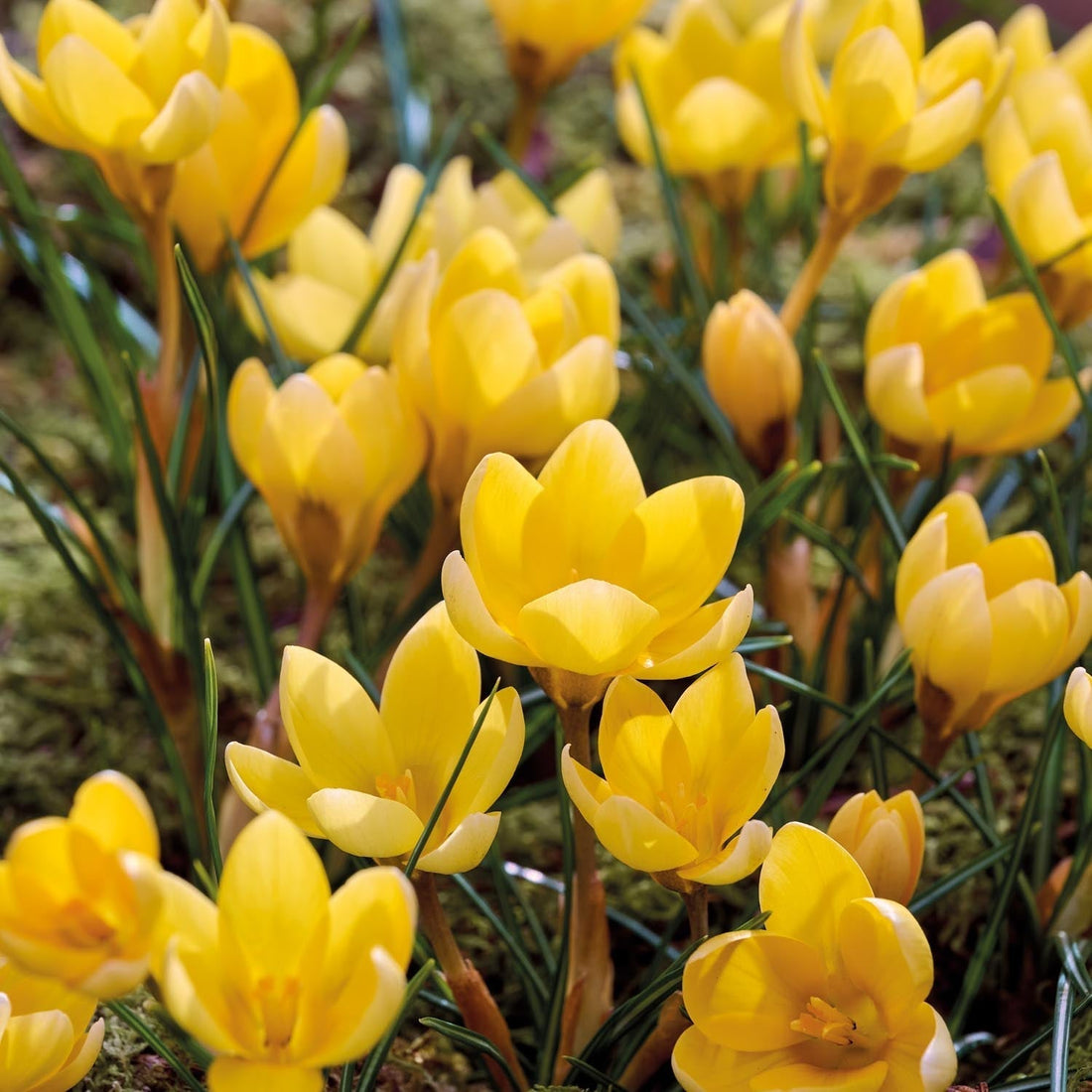 Crocus 'Romance'