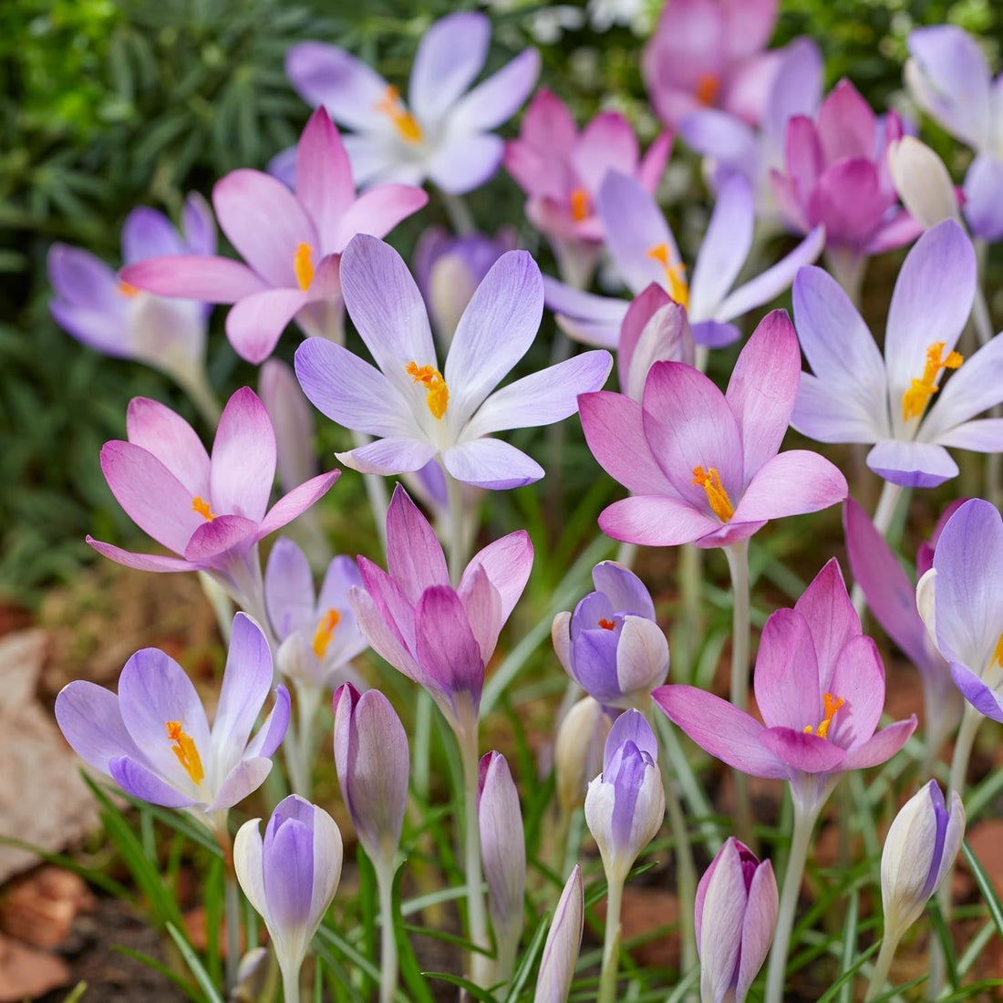 Crocus 'Roseus'