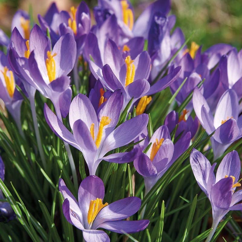 Crocus 'Ruby Giant'