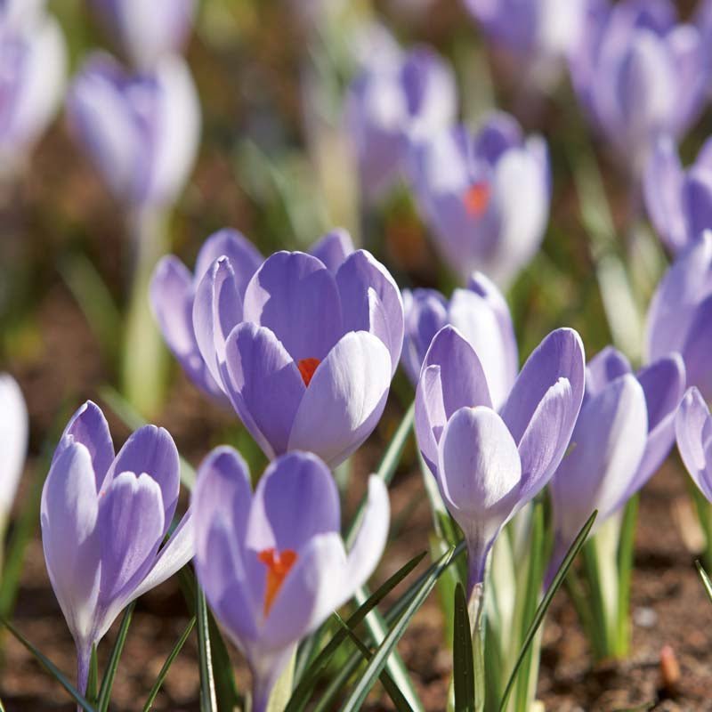 Crocus 'Vanguard'