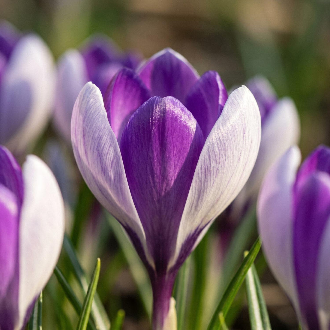 Crocus 'Whale Shark'