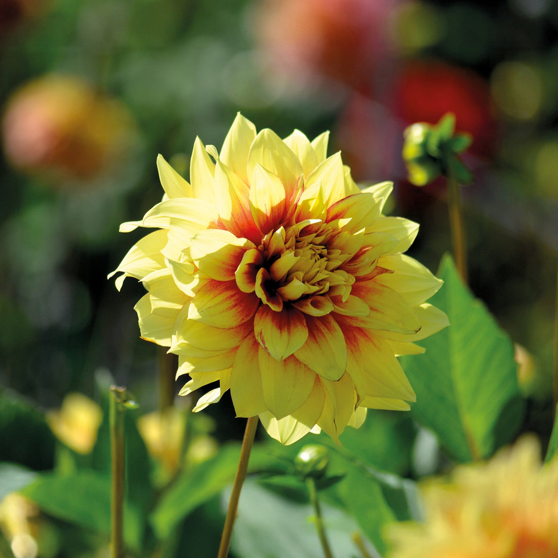 Dahlia 'Dazzling Sun'